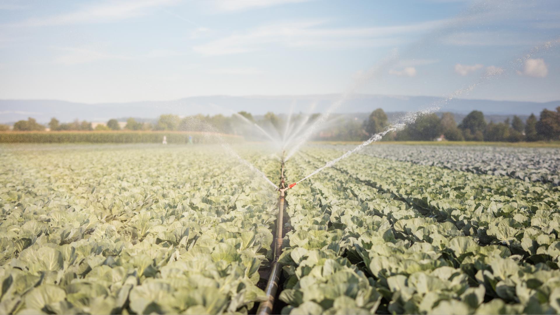 Organic farms and visits